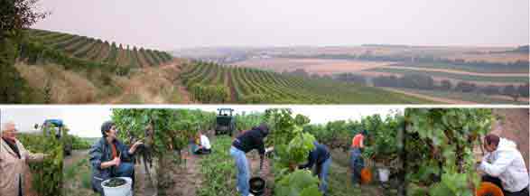 Agrestlese im Weingut Hermann Fitting in Mauchenheim Rheinhessen